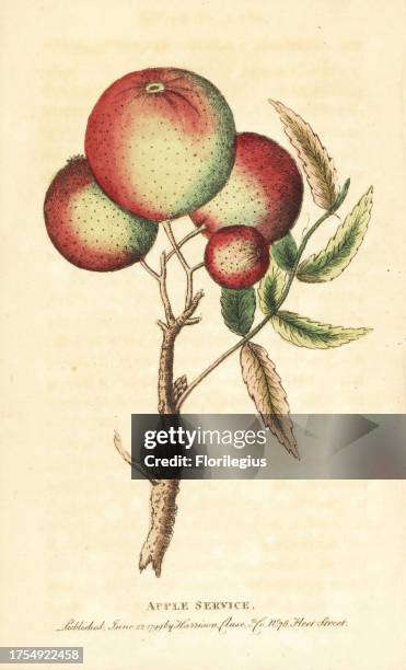 Sorb Fructe 24 Sorb Tree Stock Photos, High-Res Pictures, and Images - Getty Images