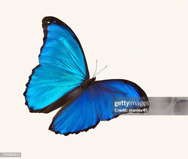 bright blue butterfly flying against a white backdrop - morpho butterfly stock pictures, royalty-free photos & images