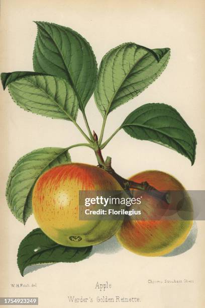 Werder's Golden Reinette apple, Malus domestica. Drawn by Walter Hood Fitch, chromolithographed by Stroobant, Ghent, from 'The Florist and...