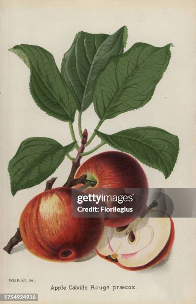 Apple cultivar, Calville Rouge praecox, Malus domestica. Drawn by Walter Hood Fitch. Chromolithograph from 'The Florist and Pomologist' Robert Hogg,...