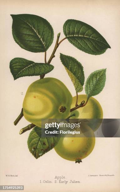 Oslin and Early Julien, Malus domestica. Drawn by Walter Hood Fitch, chromolithographed by G. Severeyns, Brussels, Chromolithograph from 'The Florist...