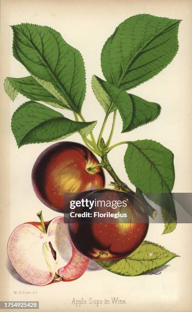 Apple variety, Sops in Wine, Malus domestica. Drawn by Walter Hood Fitch, chromolithographed by Stroobant, Ghent, from 'The Florist and Pomologist'...