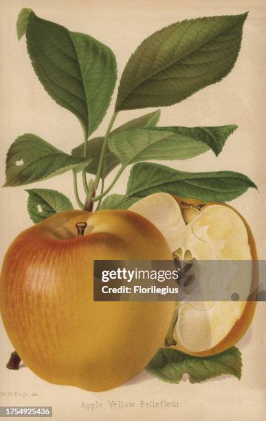 Apple variety, Yellow Bellefleur, Malus domestica Drawn by Walter Hood Fitch, chromolithographed by Severeyns, Brussels, from 'The Florist and...