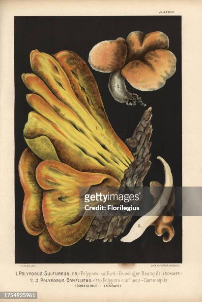 Bracket fungus, Laetiporus sulphureus, Polyporus sulfureus, and Albatrellus confluens, Polyporus confluens, edible. Chromolithograph by C. Krause of...