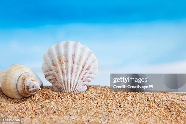 muscheln - sea shell stock-fotos und bilder