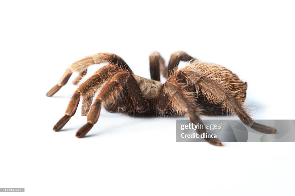 Java Brown Tarantula Brown Tarantula High-Res Stock Photo - Getty Images