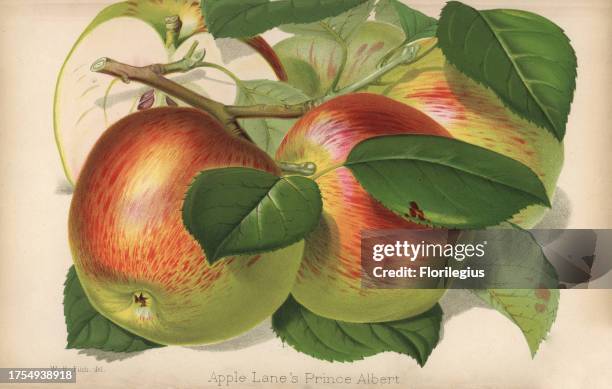 Apple variety, Lane's Prince Albert, Malus domestica. Drawn by Walter Hood Fitch, chromolithographed by Stroobant, Ghent, from 'The Florist and...