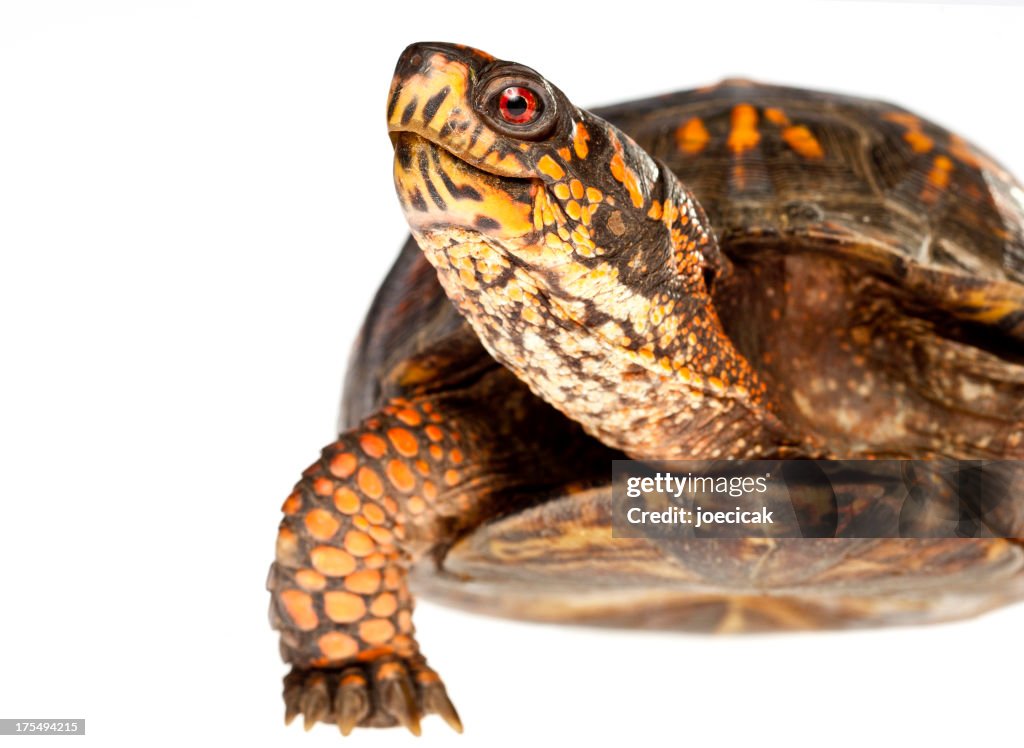 Happy Turtle Close Up