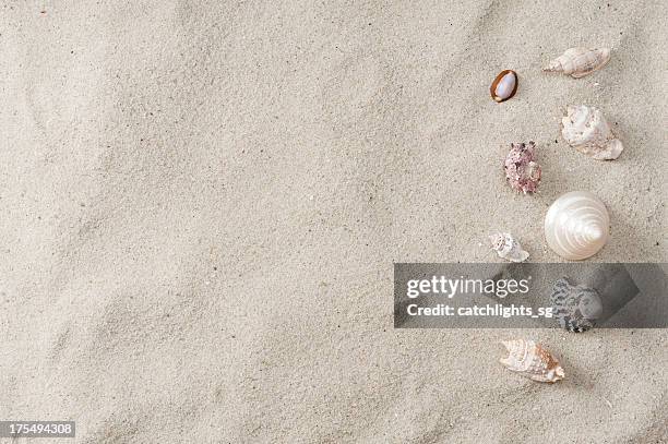 シーシェルとビーチの砂 - beach shells ストックフォトと画像