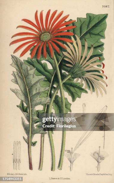 Gerbera jamesoni, orange flower native to the Transvaal. Hand-coloured botanical illustration drawn by Matilda Smith and lithographed by John Nugent...