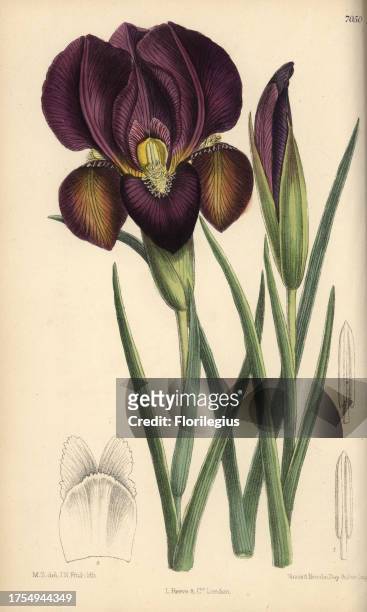 Iris barnumae, purple iris native of Armenia. Hand-coloured botanical illustration drawn by Matilda Smith and lithographed by J.N. Fitch from Joseph...