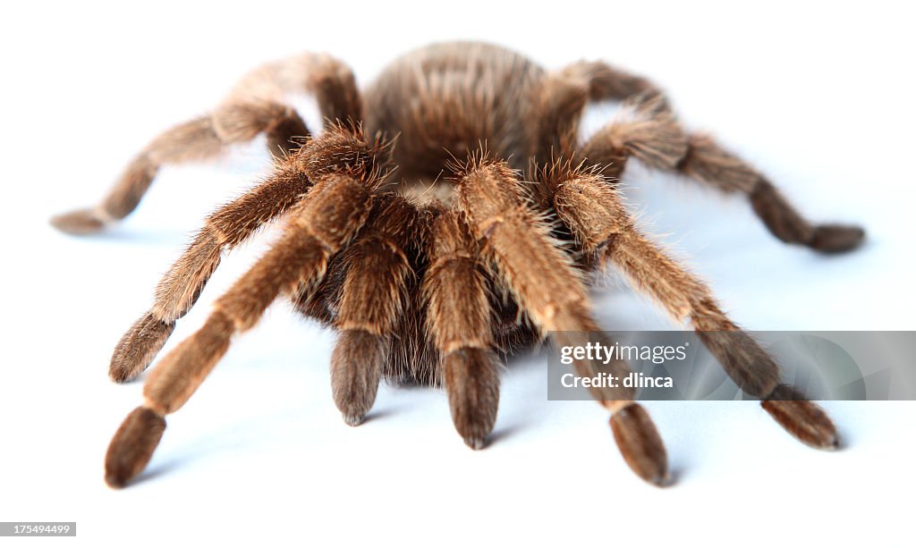 Java Brown Tarantula Brown Tarantula Front View High-Res Stock Photo - Getty Images