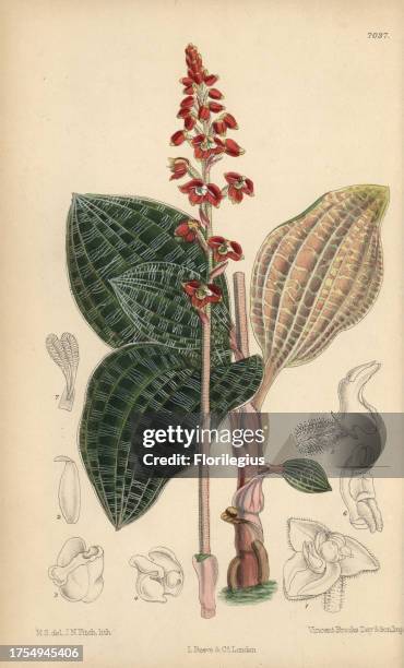 Macodes javanica, native of Java, Indonesia. Hand-coloured botanical illustration drawn by Matilda Smith and lithographed by J.N. Fitch from Joseph...