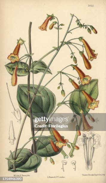 Pentstemon rotundifolius, native of North Mexico. Hand-coloured botanical illustration drawn by Matilda Smith and lithographed by E. Bates from...