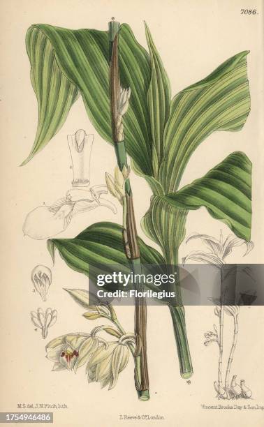 Phajus pauciflorus, white orchid native to Java. Hand-coloured botanical illustration drawn by Matilda Smith and lithographed by John Nugent Fitch...