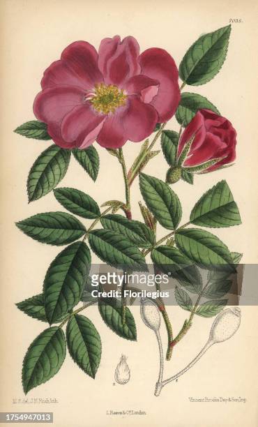 Rosa incarnata, carnation rose, native to France. Hand-coloured botanical illustration drawn by Matilda Smith and lithographed by J.N. Fitch from...