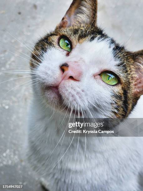 an up-close view of a green-eyed cat - panama stockfoto's en -beelden