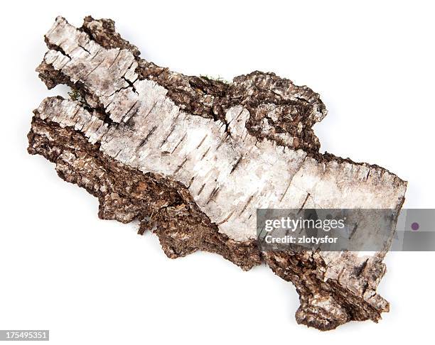 willow bark - tree bark stock pictures, royalty-free photos & images