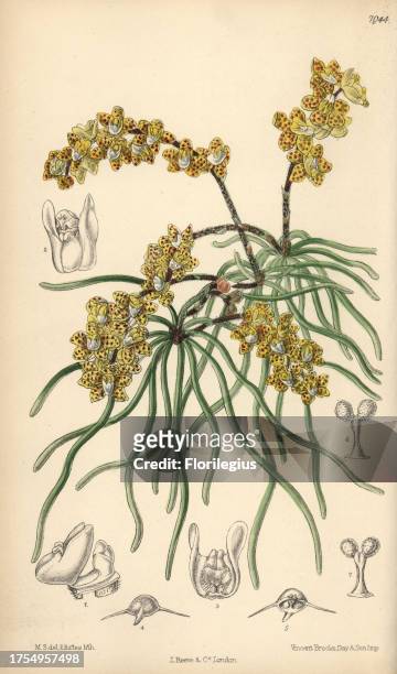 Sarcochilus luniferus, yellow orchid native to Burma. Hand-coloured botanical illustration drawn by Matilda Smith and lithographed by J.N. Fitch from...