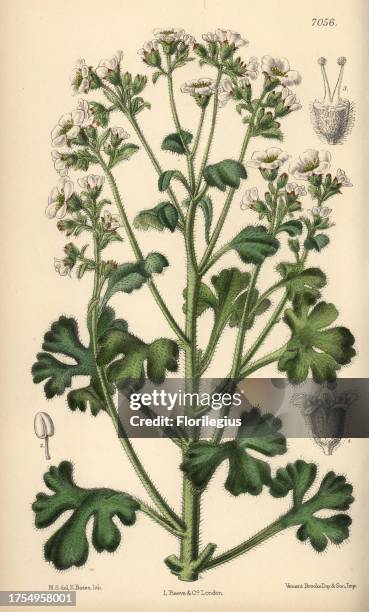 Saxifraga latepetiolata, white saxifrage native of Spain. Hand-coloured botanical illustration drawn by Matilda Smith and lithographed by E. Bates...