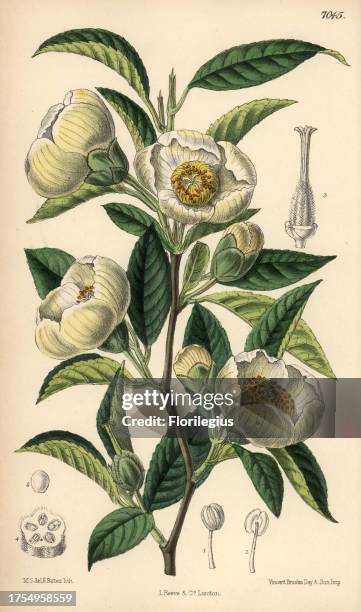 Stuartia pseudo-camellia, white flower native to Japan. Hand-coloured botanical illustration drawn by Matilda Smith and lithographed by J.N. Fitch...