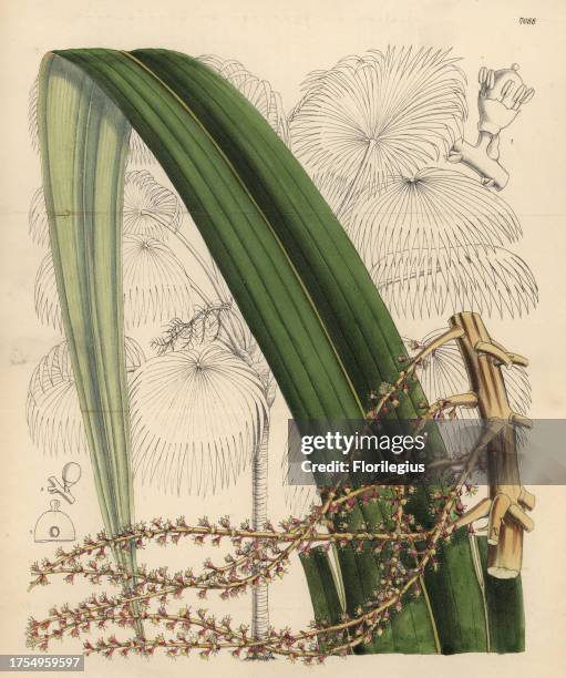 Thrinax excelsa, palm tree native to Jamaica. Hand-coloured botanical illustration drawn by Matilda Smith and lithographed by John Nugent Fitch from...