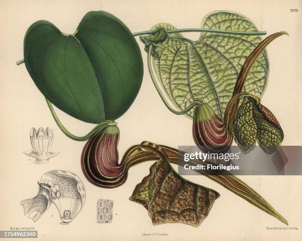 Aristolochia hians, birthwort or Dutchman's pipe native to Venezuela. Hand-coloured botanical illustration drawn by Matilda Smith and lithographed by...
