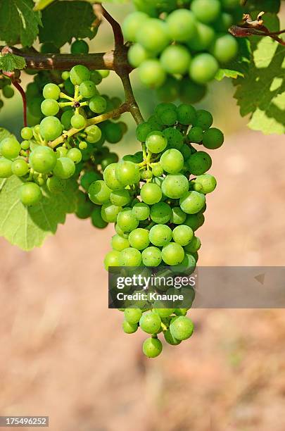 bunches of young unripe white grapes on vine - unripe stock pictures, royalty-free photos & images