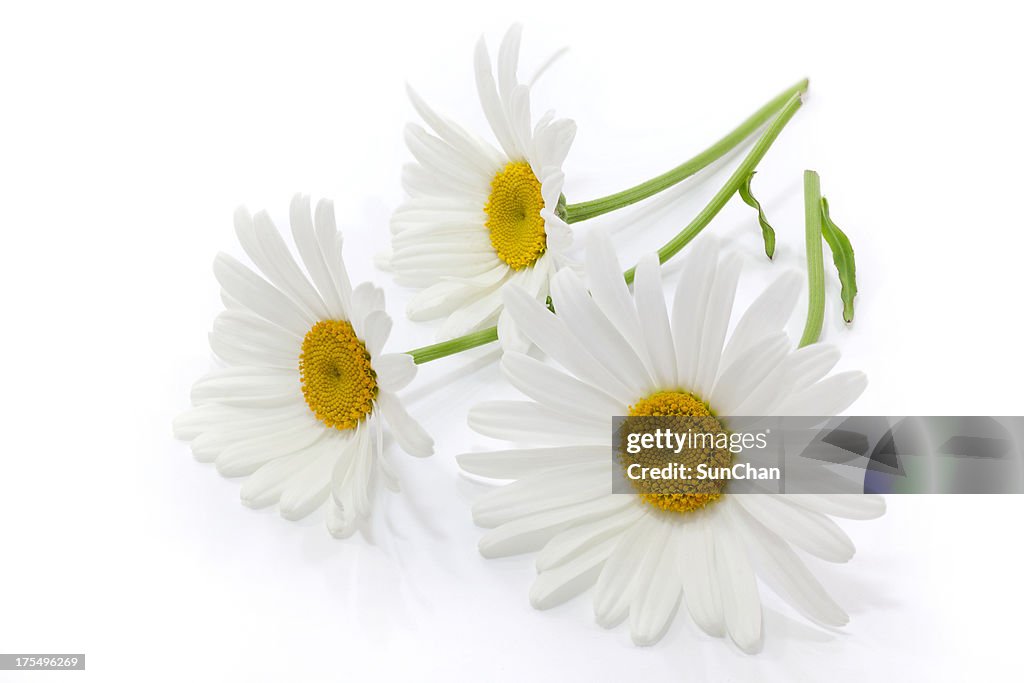 Fleurs de Marguerite