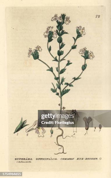 Common eye-bright, Euphrasia officinalis. Handcoloured copperplate engraving from a drawing by Charles Mathews from William Baxter's 'British...