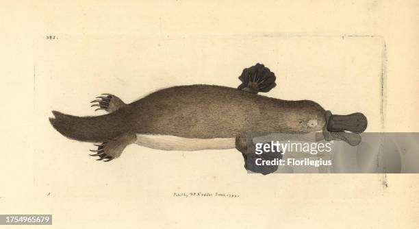 Duck-billed platypus, Ornithorhynchus anatinus. Illustration drawn by George Shaw. Handcolored copperplate engraving from George Shaw and Frederick...