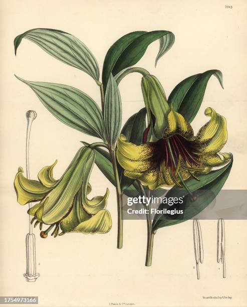 Lilium nepalense, yellow lily native to the Himalayas. Hand-coloured botanical illustration drawn by Matilda Smith and lithographed by J.N. Fitch...
