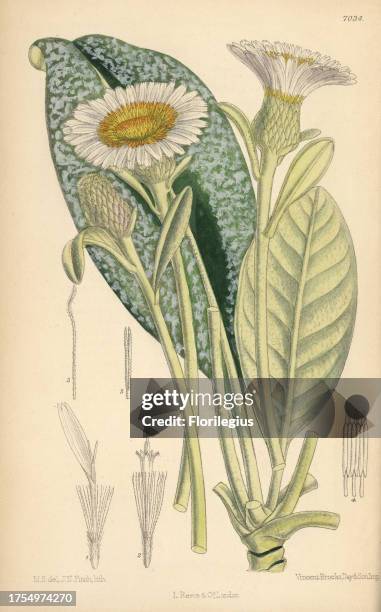 Olearia insignia, plant native to New Zealand. Hand-coloured botanical illustration drawn by Matilda Smith and lithographed by J.N. Fitch from Joseph...