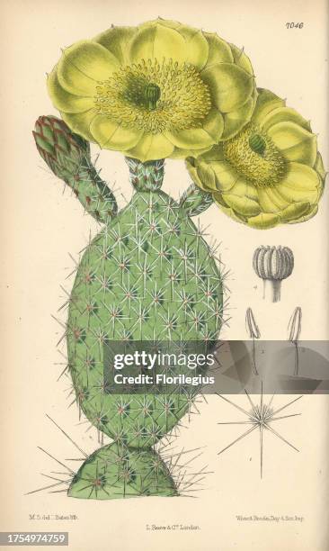 Opuntia polyacantha, yellow cactus native to the USA. Hand-coloured botanical illustration drawn by Matilda Smith and lithographed by J.N. Fitch from...