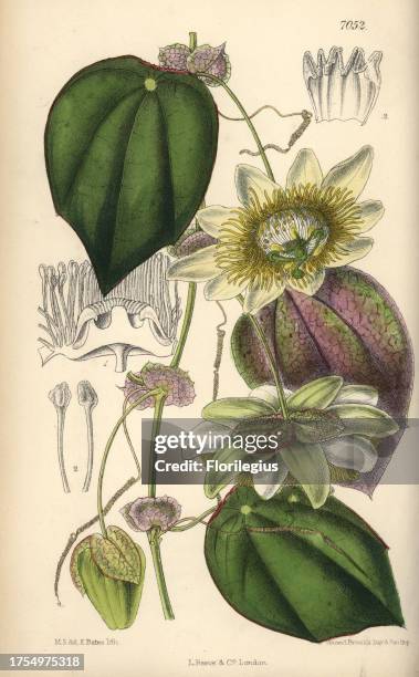 Passiflora hahnii, yellow passionflower native to Mexico. Hand-coloured botanical illustration drawn by Matilda Smith and lithographed by E. Bates...