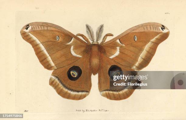 Polyphius Painter Of Polyphemus Photos and Premium High Res Pictures - Getty Images