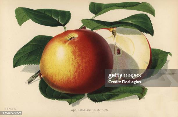Red Winter Reinette apple variety, Malus domestica. Drawn by Walter Hood Fitch, chromolithographed by P. De Pannemaeker, Ghent, Belgium, from 'The...