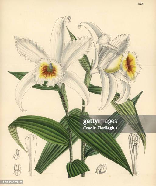 Sobralia leucoxantha, white orchid native to Costa Rica. Hand-coloured botanical illustration drawn by Matilda Smith and lithographed by J.N. Fitch...