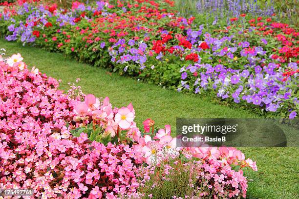 flower garden in summer - begonia stockfoto's en -beelden
