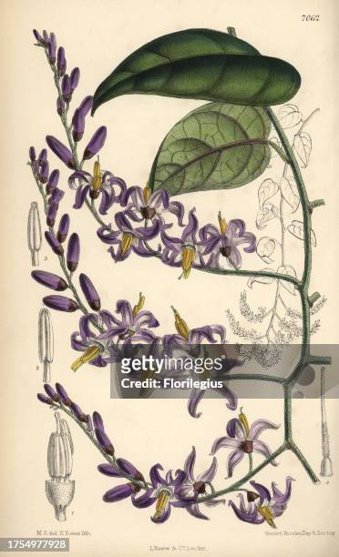 Solanum pensile, purple flower native to South America. Hand-coloured botanical illustration drawn by Matilda Smith and lithographed by E. Bates from...