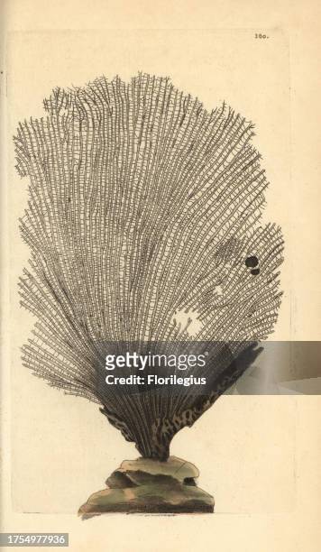 Fan sponge, Spongia flabelliformis. Handcolored copperplate engraving from George Shaw and Frederick Nodder's 'The Naturalist's Miscellany,' London,...