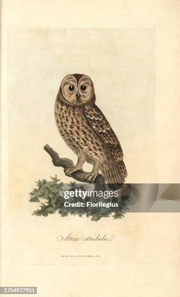 Tawny owl, Strix stridula, Brown owl, Strix aluco. Handcoloured copperplate engraving by George Graves from 'British Ornithology' 1811. Graves was a...