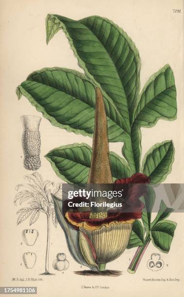 Amorphophallus eichleri, voodoo lily native of western tropical Africa. Hand-coloured botanical illustration drawn by Matilda Smith and lithographed...