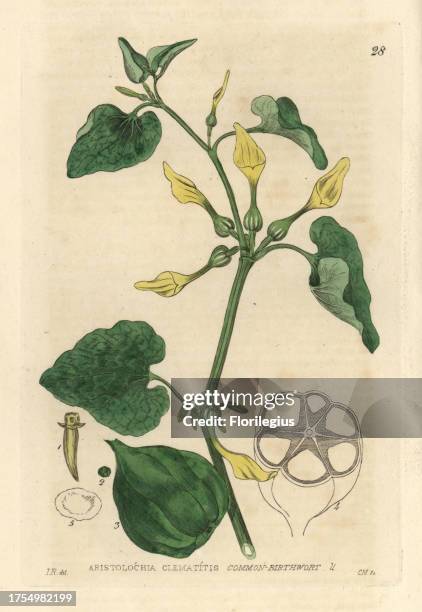 Birthwort, Aristolochia clematitis. Handcoloured copperplate engraving from a drawing by Isaac Russell from William Baxter's 'British Phaenogamous...