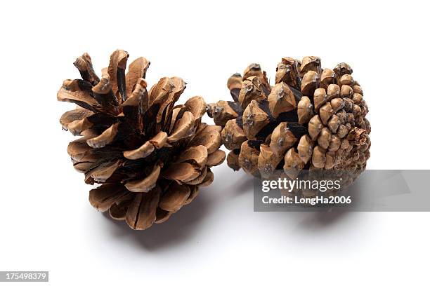 pine cones - kegel stockfoto's en -beelden