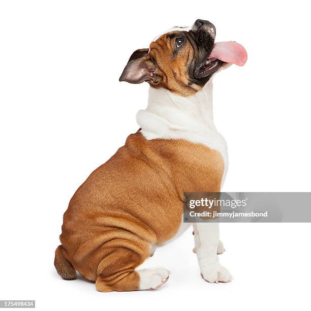 english bulldog side sitting - english bulldog on white stock pictures, royalty-free photos & images