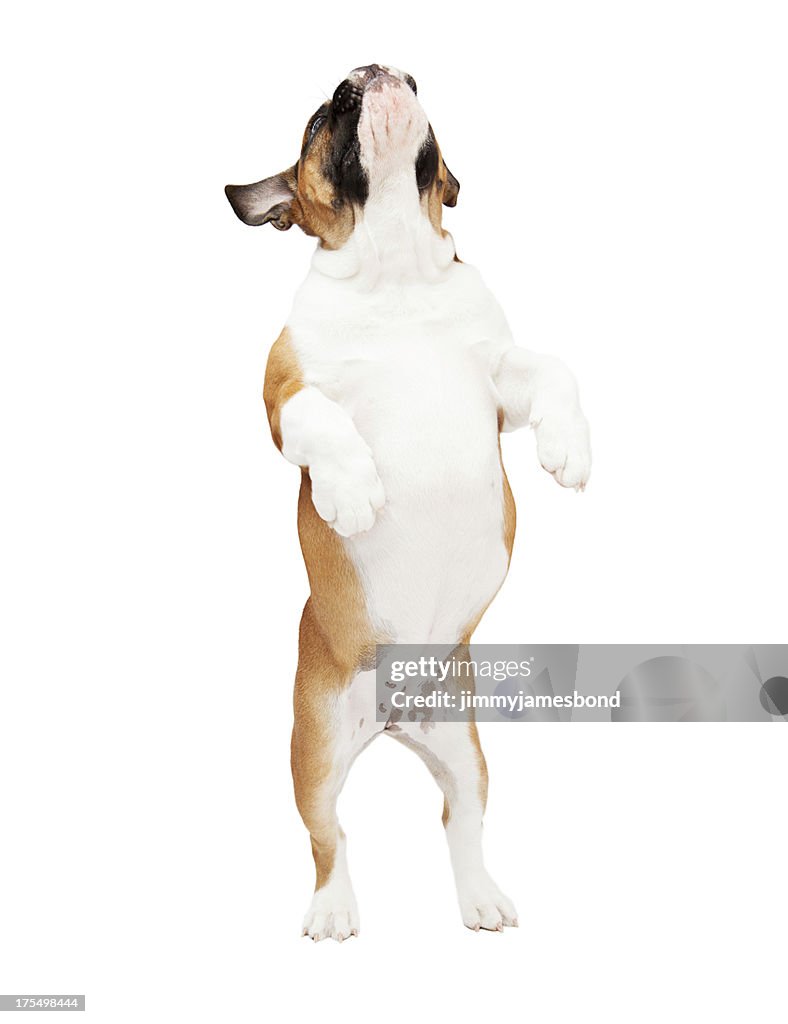 English Bulldog Jumping