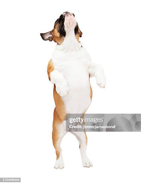 english bulldog jumping - dog standing stock pictures, royalty-free photos & images