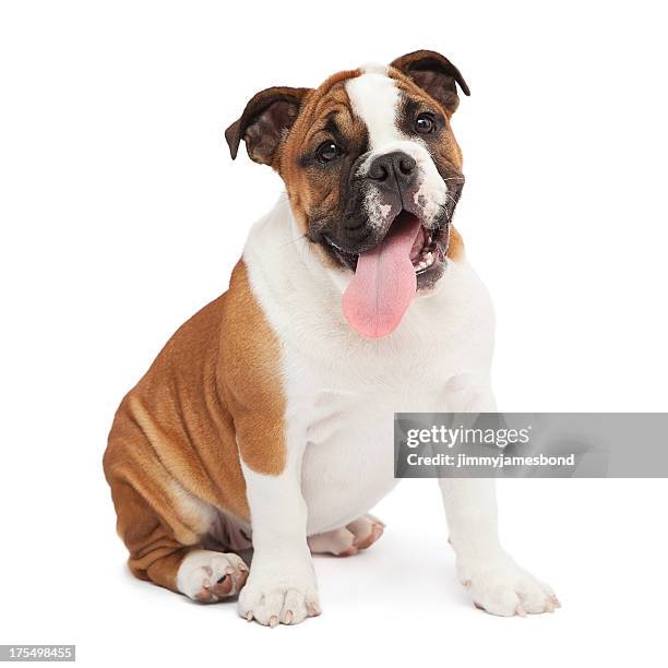 an english bulldog relaxing on a white background - djurtunga bildbanksfoton och bilder