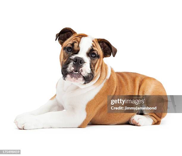 english bulldog lying down - puppy lying down stock pictures, royalty-free photos & images